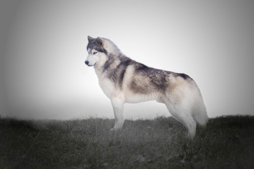 CH. Loup Des Collines De Gaïrouk