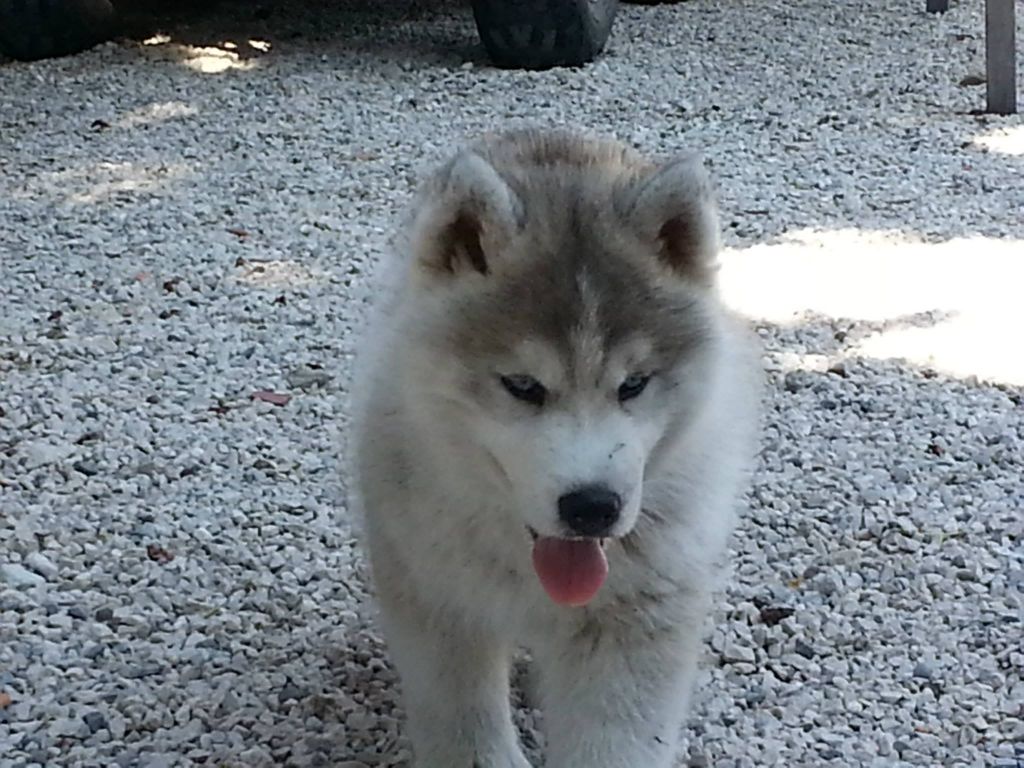 CH. Loup Des Collines De Gaïrouk