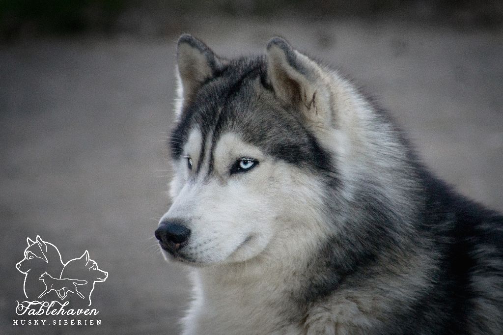 CH. Loup Des Collines De Gaïrouk