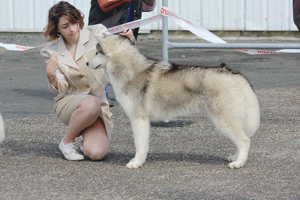 CH. Loup Des Collines De Gaïrouk