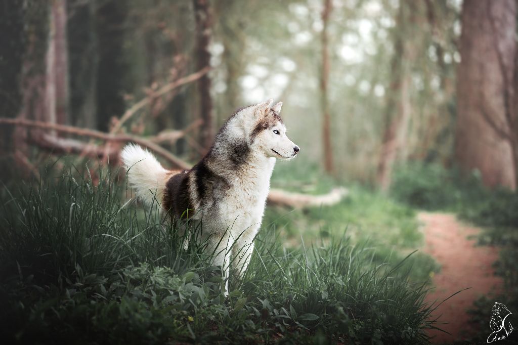 CH. Loup Des Collines De Gaïrouk