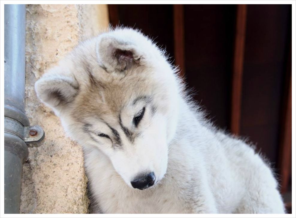 CH. Loup Des Collines De Gaïrouk