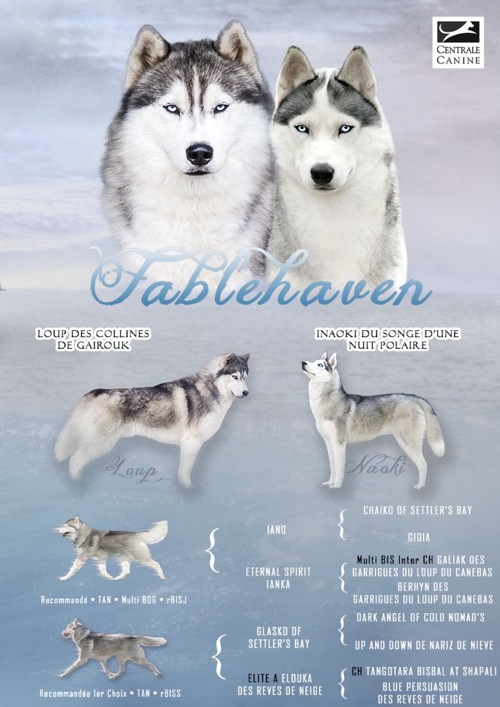 Fablehaven - Siberian Husky - Portée née le 25/02/2017