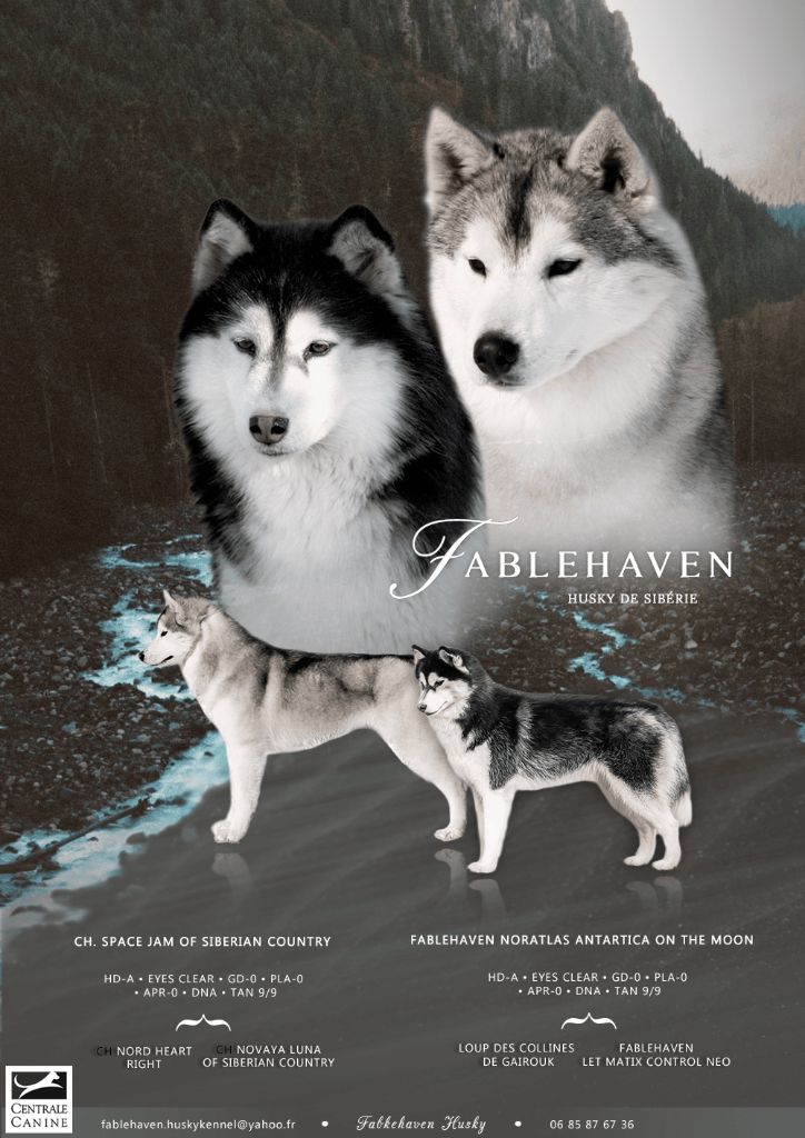 chiot Siberian Husky Fablehaven