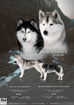 Fablehaven - Siberian Husky - Portée née le 12/09/2022