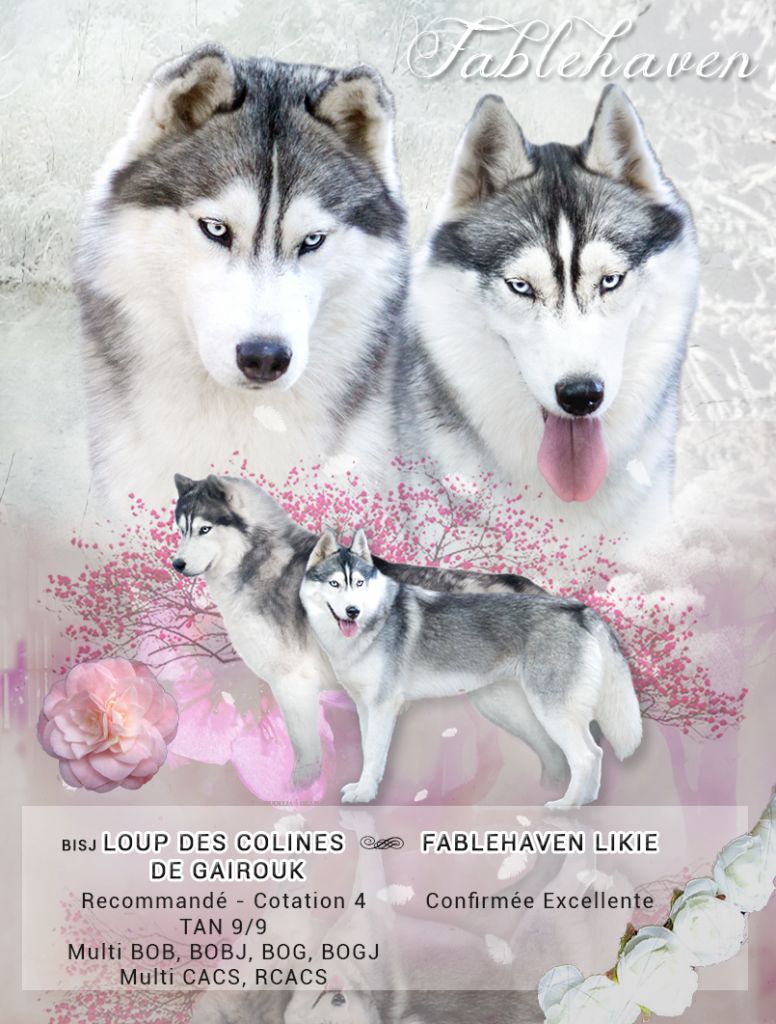 Fablehaven - Siberian Husky - Portée née le 21/12/2017