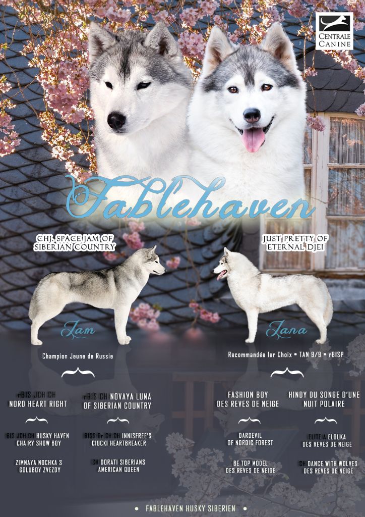 Fablehaven - Siberian Husky - Portée née le 28/03/2019