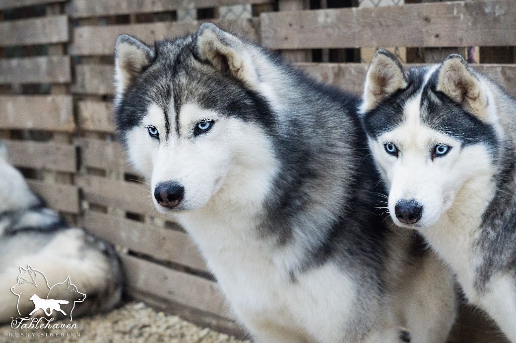 Loup et ses femelles